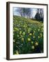 Daffodils in Spring-Jeremy Bright-Framed Photographic Print