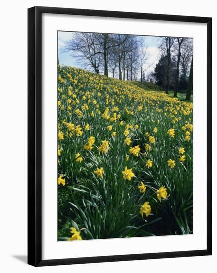 Daffodils in Spring-Jeremy Bright-Framed Photographic Print