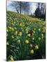 Daffodils in Spring-Jeremy Bright-Mounted Photographic Print