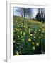 Daffodils in Spring-Jeremy Bright-Framed Photographic Print