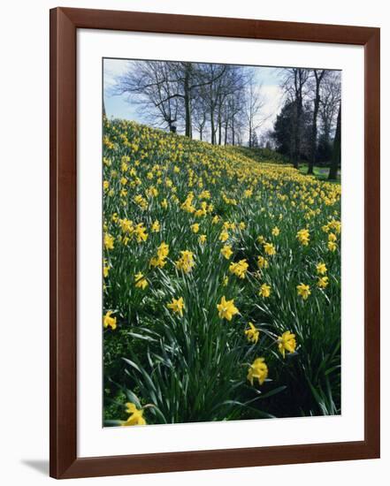 Daffodils in Spring-Jeremy Bright-Framed Photographic Print