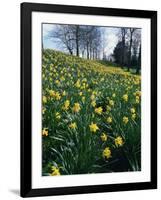 Daffodils in Spring-Jeremy Bright-Framed Photographic Print