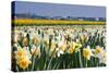 Daffodils in Springtime in close View-Colette2-Stretched Canvas