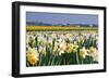 Daffodils in Springtime in close View-Colette2-Framed Photographic Print