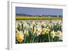 Daffodils in Springtime in close View-Colette2-Framed Photographic Print