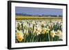 Daffodils in Springtime in close View-Colette2-Framed Photographic Print