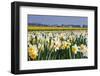 Daffodils in Springtime in close View-Colette2-Framed Photographic Print