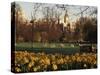 Daffodils in St. James's Park, with Big Ben Behind, London, England, United Kingdom-I Vanderharst-Stretched Canvas