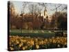 Daffodils in St. James's Park, with Big Ben Behind, London, England, United Kingdom-I Vanderharst-Stretched Canvas