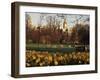 Daffodils in St. James's Park, with Big Ben Behind, London, England, United Kingdom-I Vanderharst-Framed Photographic Print