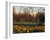 Daffodils in St. James's Park, with Big Ben Behind, London, England, United Kingdom-I Vanderharst-Framed Photographic Print