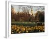 Daffodils in St. James's Park, with Big Ben Behind, London, England, United Kingdom-I Vanderharst-Framed Photographic Print