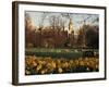 Daffodils in St. James's Park, with Big Ben Behind, London, England, United Kingdom-I Vanderharst-Framed Photographic Print