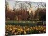 Daffodils in St. James's Park, with Big Ben Behind, London, England, United Kingdom-I Vanderharst-Mounted Photographic Print