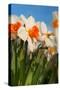 Daffodils in the Fields-Ivonnewierink-Stretched Canvas