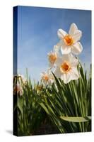 Daffodils in the Fields-Ivonnewierink-Stretched Canvas