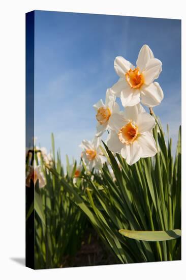 Daffodils in the Fields-Ivonnewierink-Stretched Canvas