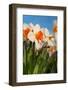 Daffodils in the Fields-Ivonnewierink-Framed Photographic Print