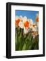 Daffodils in the Fields-Ivonnewierink-Framed Photographic Print