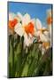 Daffodils in the Fields-Ivonnewierink-Mounted Photographic Print