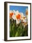 Daffodils in the Fields-Ivonnewierink-Framed Photographic Print
