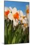 Daffodils in the Fields-Ivonnewierink-Mounted Photographic Print