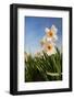 Daffodils in the Fields-Ivonnewierink-Framed Photographic Print