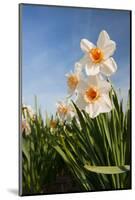 Daffodils in the Fields-Ivonnewierink-Mounted Photographic Print