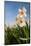 Daffodils in the Fields-Ivonnewierink-Mounted Photographic Print