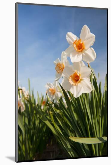 Daffodils in the Fields-Ivonnewierink-Mounted Photographic Print
