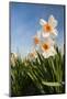 Daffodils in the Fields-Ivonnewierink-Mounted Photographic Print