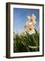 Daffodils in the Fields-Ivonnewierink-Framed Photographic Print