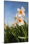 Daffodils in the Fields-Ivonnewierink-Mounted Photographic Print