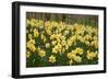 Daffodils (Narcissus 'Red Devon')-Dr. Keith Wheeler-Framed Photographic Print