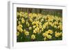 Daffodils (Narcissus 'Red Devon')-Dr. Keith Wheeler-Framed Photographic Print