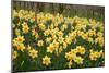 Daffodils (Narcissus 'Red Devon')-Dr. Keith Wheeler-Mounted Photographic Print