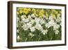 Daffodils (Narcissus Sp.)-Johnny Greig-Framed Photographic Print