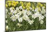 Daffodils (Narcissus Sp.)-Johnny Greig-Mounted Photographic Print