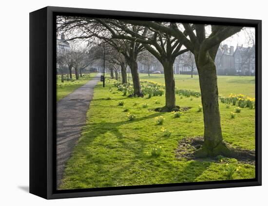 Daffodils on the Stray, Harrogate, North Yorkshire, England-Mark Sunderland-Framed Stretched Canvas