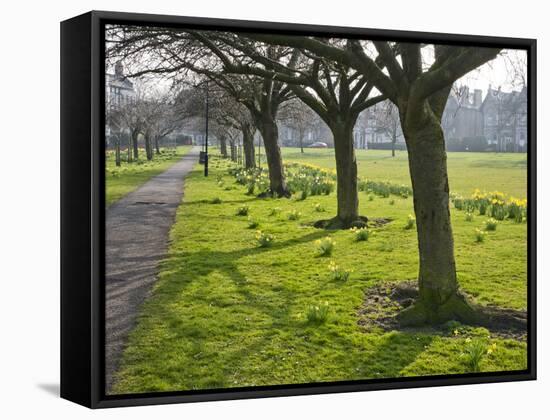 Daffodils on the Stray, Harrogate, North Yorkshire, England-Mark Sunderland-Framed Stretched Canvas