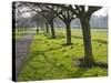 Daffodils on the Stray, Harrogate, North Yorkshire, England-Mark Sunderland-Stretched Canvas