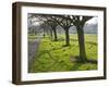 Daffodils on the Stray, Harrogate, North Yorkshire, England-Mark Sunderland-Framed Photographic Print