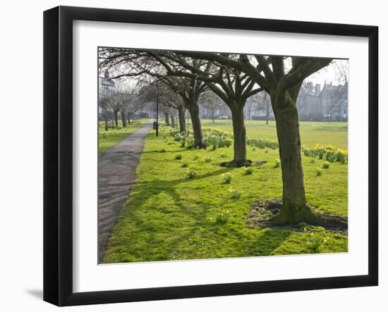 Daffodils on the Stray, Harrogate, North Yorkshire, England-Mark Sunderland-Framed Photographic Print