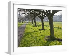 Daffodils on the Stray, Harrogate, North Yorkshire, England-Mark Sunderland-Framed Photographic Print