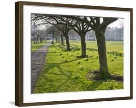 Daffodils on the Stray, Harrogate, North Yorkshire, England-Mark Sunderland-Framed Photographic Print