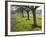 Daffodils on the Stray, Harrogate, North Yorkshire, England-Mark Sunderland-Framed Photographic Print