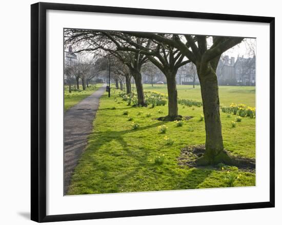 Daffodils on the Stray, Harrogate, North Yorkshire, England-Mark Sunderland-Framed Photographic Print