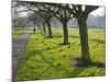 Daffodils on the Stray, Harrogate, North Yorkshire, England-Mark Sunderland-Mounted Photographic Print