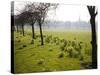 Daffodils on the Stray, Harrogate, North Yorkshire, England-Mark Sunderland-Stretched Canvas