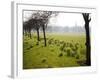 Daffodils on the Stray, Harrogate, North Yorkshire, England-Mark Sunderland-Framed Photographic Print